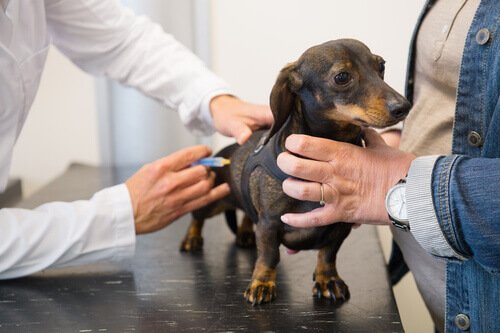  Vaccination for dogs 