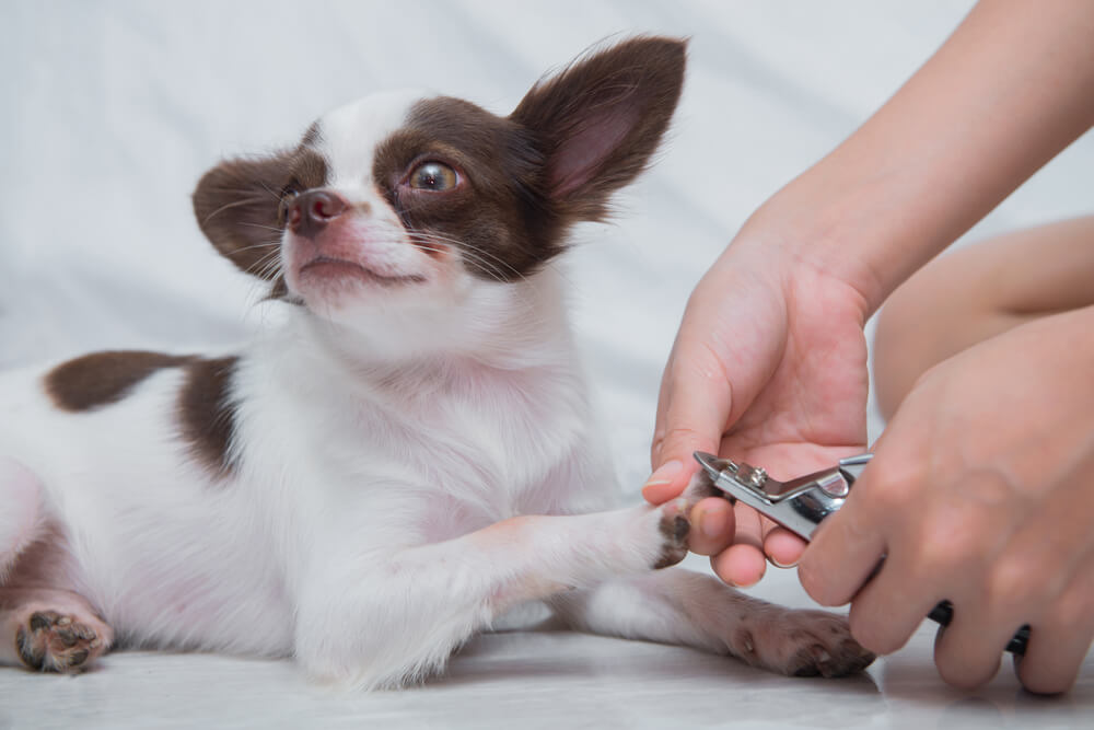 Clear and cut your dog's nails. 