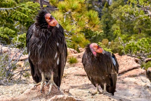  California Condor Reproduction 