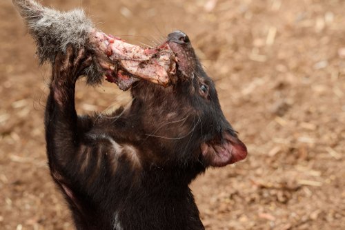 Tasmanian devil: feeding