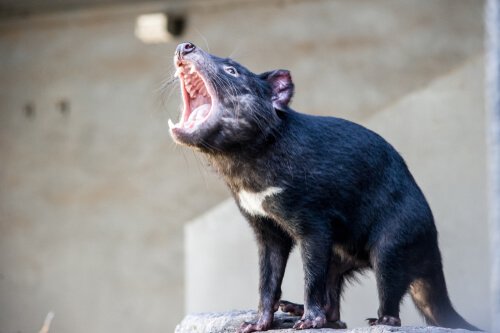 Tasmanian devil: behavior 