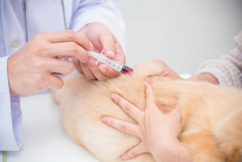 Hypothyroidism in dogs: treatment 
