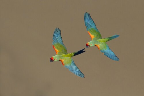 Endangered parrots