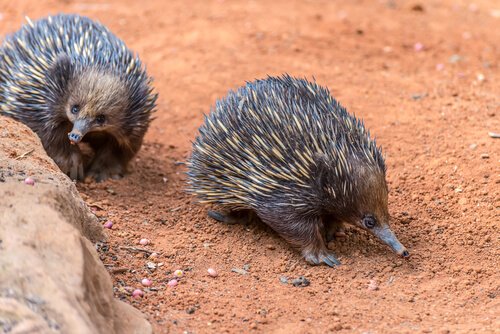  The short-snouted or Australian echidna 
