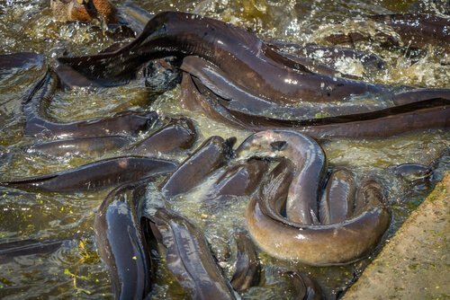Species that inhabit rivers: eels