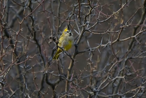 Yellow cardinal between the branches